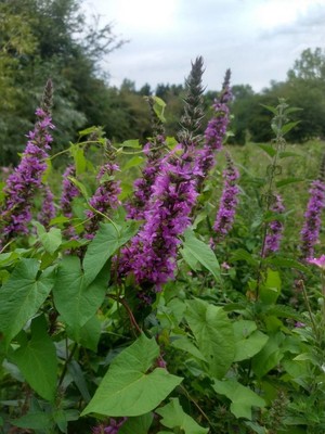 photo of Purple Loosestrife