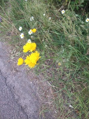 photo of Clammy Sow Thistle