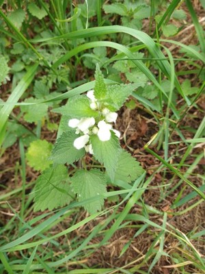 photo of White Dead Nettle