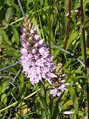 photo of Common Spotted Orchid