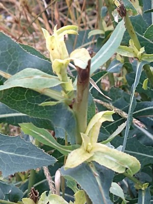 photo of Prickly Lettuce