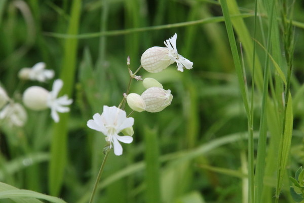 photo of Bladder Campion