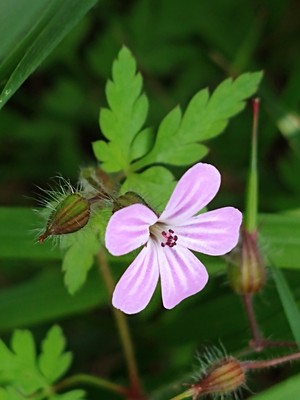 photo of Herb Robert