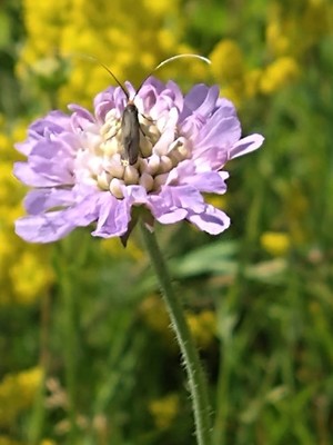 photo of Field Scabious