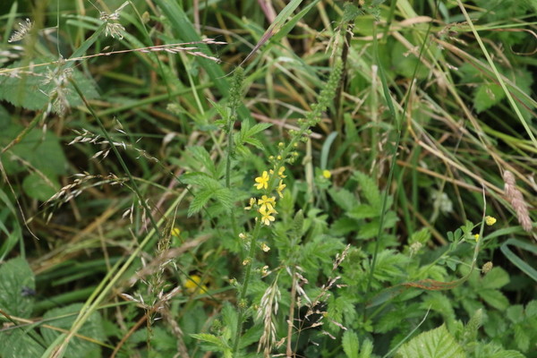 photo of Agrimony