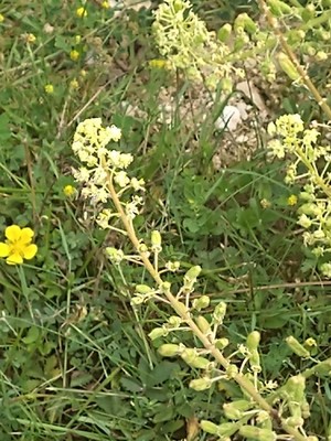 photo of Wild Mignonette