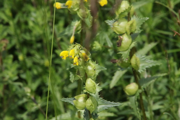 photo of Yellow Rattle