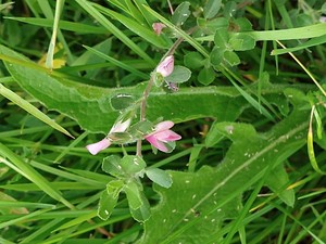 photo of Spiny Restharrow
