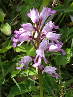 photo of Military Orchid