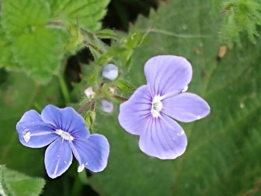 photo of Germander Speedwell