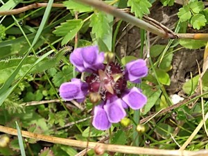 photo of Selfheal