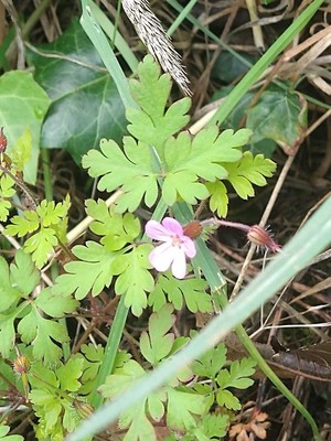 photo of Herb Robert