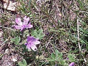 photo of Common Mallow