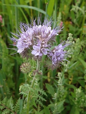 photo of Phacelia
