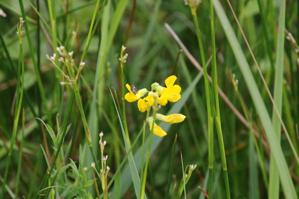 photo of Meadow Vetchling
