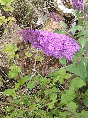photo of Butterfly Bush