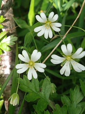 photo of Greater Stitchwort