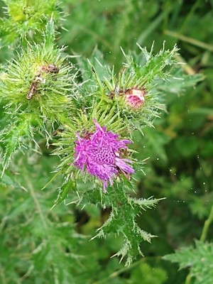 photo of Plumeless Thistle