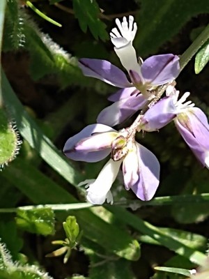 photo of Chalk Milkwort