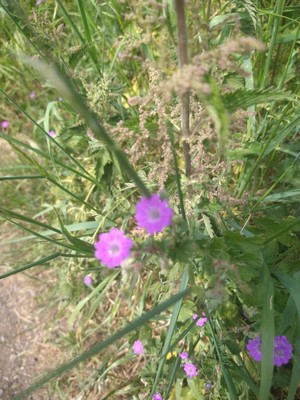 photo of Dove's Foot Crane's Bill