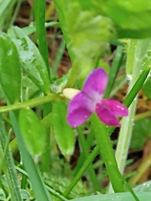 photo of Common Vetch
