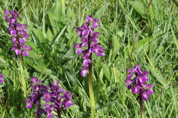photo of Green Winged Orchid