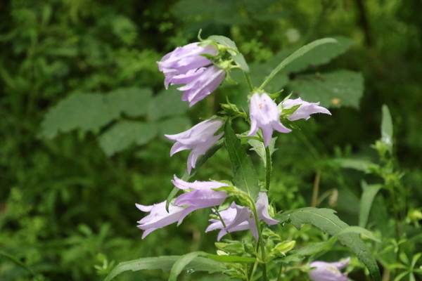photo of Nettle Leaved Bellflower
