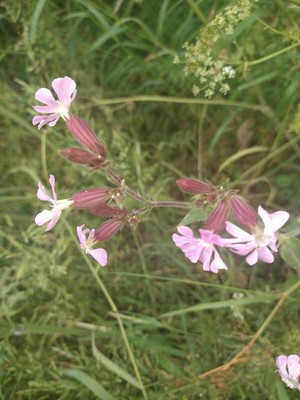photo of Red Campion