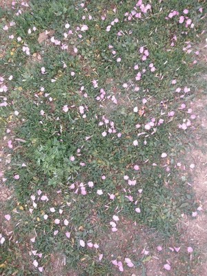photo of Field Bindweed