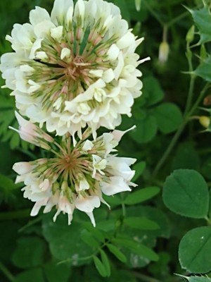 photo of White Clover