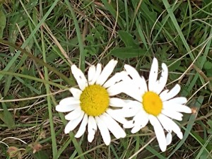 photo of Oxeye Daisy