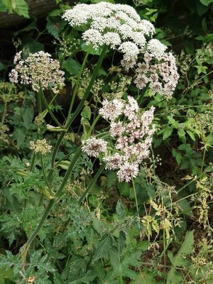 photo of Hogweed