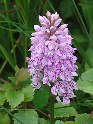 photo of Common Spotted Orchid