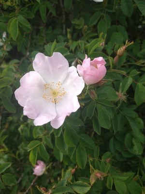 photo of Common Dog Rose
