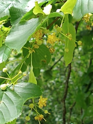 photo of Small Leaved Lime