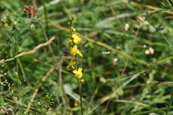 photo of Agrimony