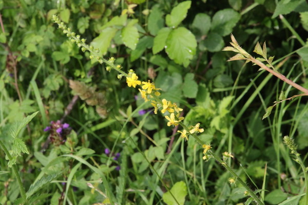 photo of Agrimony