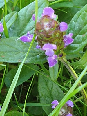 photo of Selfheal