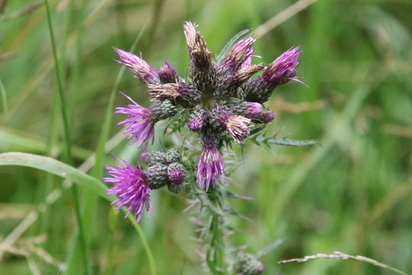 photo of Marsh Thistle