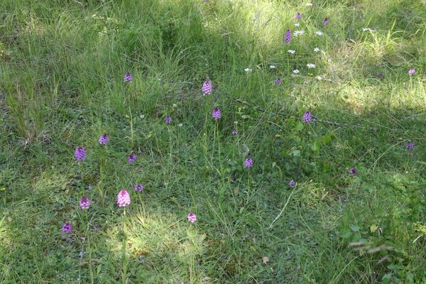 photo of Pyramidal Orchid