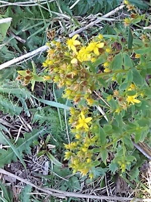 photo of Square Stalked St John's Wort