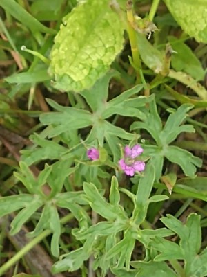 photo of Cut Leaved Crane's Bill
