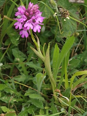 photo of Pyramidal Orchid
