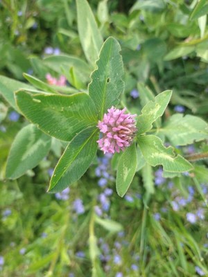 photo of Red Clover