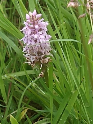 photo of Common Spotted Orchid