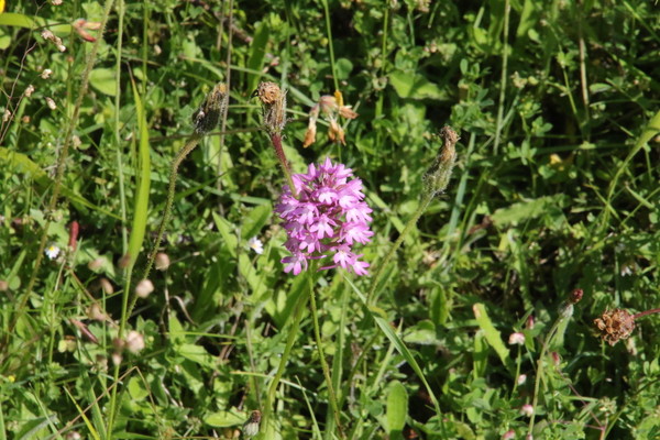 photo of Pyramidal Orchid