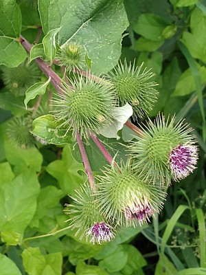 photo of Lesser Burdock