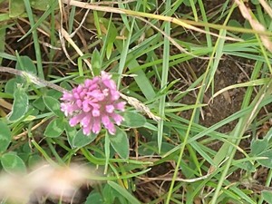 photo of Red Clover