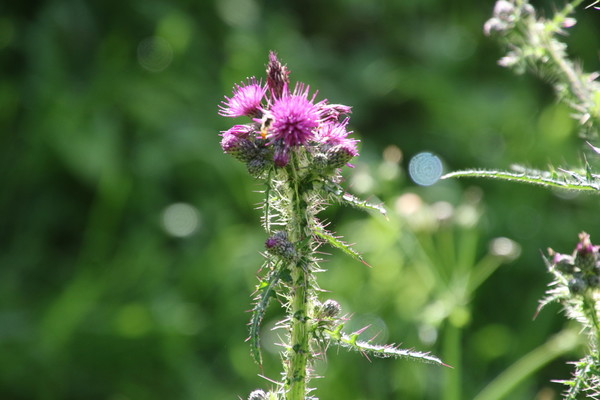 photo of Marsh Thistle