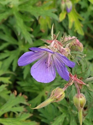 photo of Meadow Crane's Bill